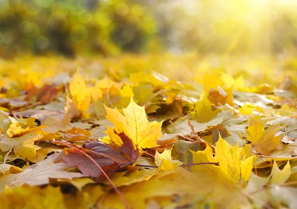 Mooie herfst achtergrond met esdoorn bladeren — Stockfoto