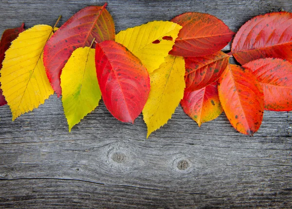 Folhas de outono sobre o velho fundo de madeira — Fotografia de Stock