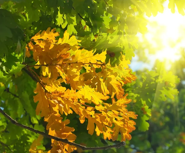 秋天的橡树叶子是在光束中 — 图库照片
