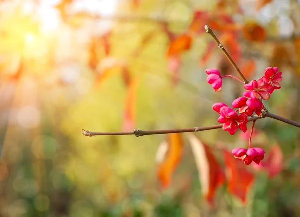 Bellissimo sfondo autunnale è con il rametto di albero mandrino (Euonymus europaeus ) — Foto Stock