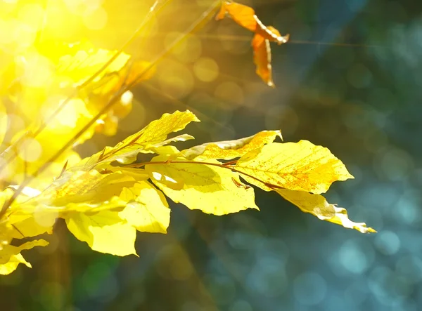 Herbstlaub liegt in den Sonnenstrahlen — Stockfoto