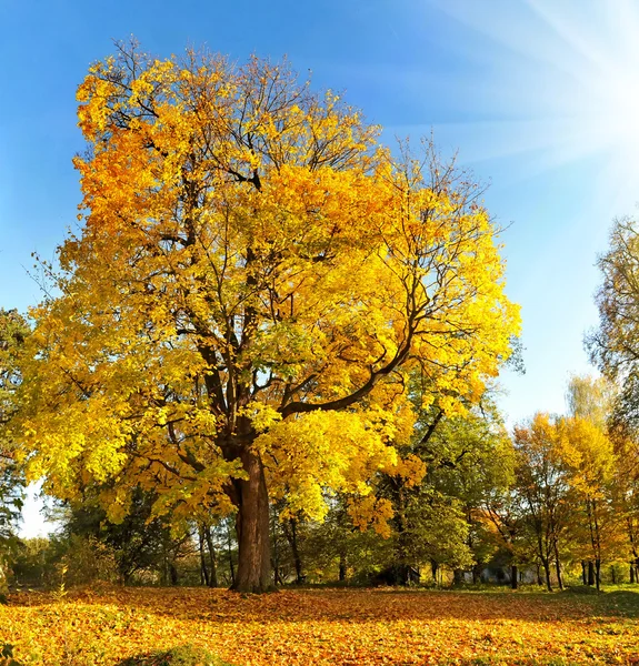 Paisaje otoñal. Hermoso árbol viejo de otoño — Foto de Stock