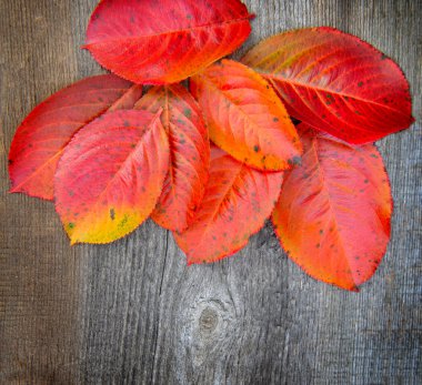 Eski ahşap arka planda sonbahar yaprakları
