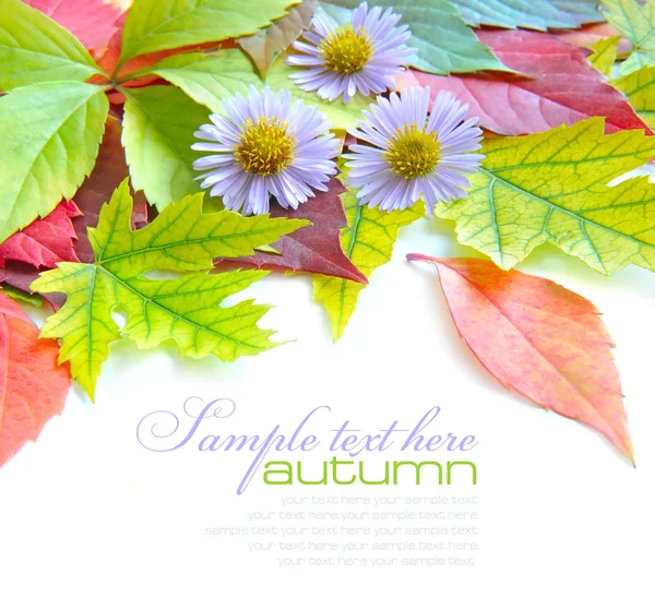 Autumn leaves background with flowers isolated on white with sample text — Stock Photo, Image