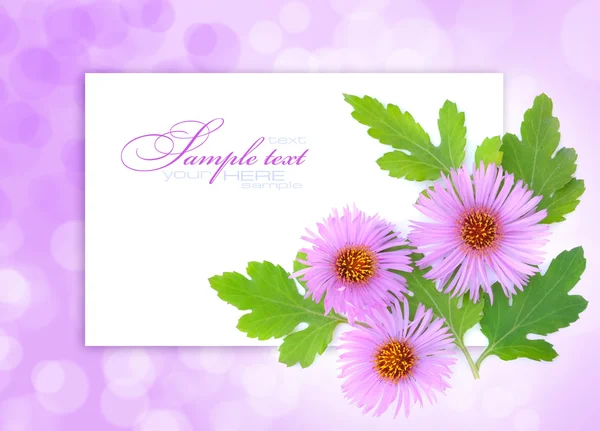 Autumn flowers are on an abstract light pink background with space for text — Stock Photo, Image
