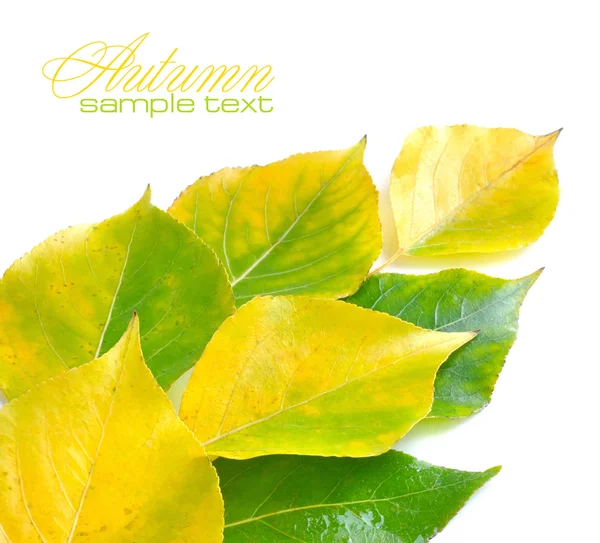 Autumn leaves on white background with sample text — Stock Photo, Image