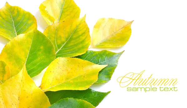 Autumn leaves on white background with sample text — Stock Photo, Image