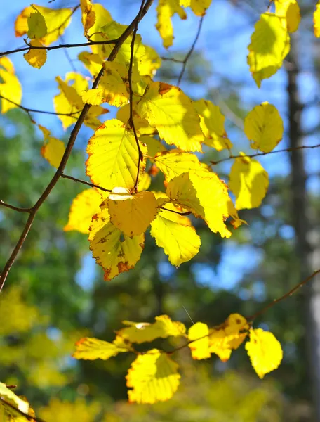 Beech höstlöv i solstrålar — Stockfoto