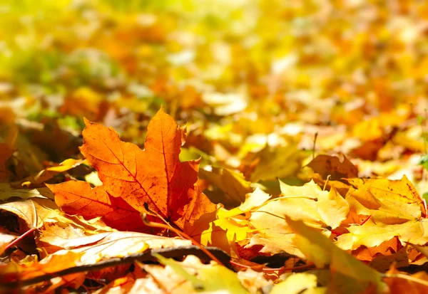 Hermoso fondo de otoño con hojas de arce — Foto de Stock