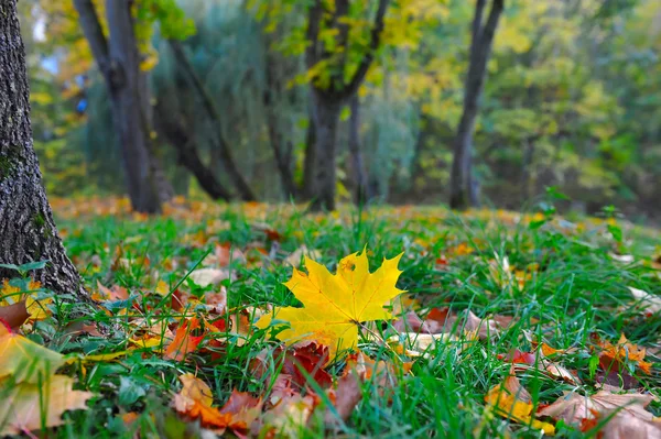 Hojas de otoño en el bosque —  Fotos de Stock