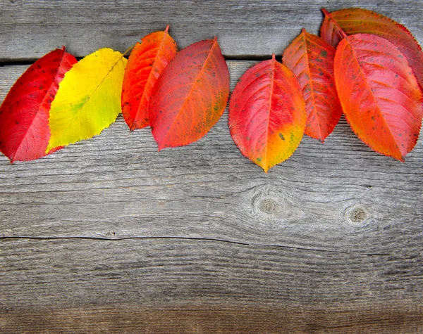 Herfst bladeren over oude houten achtergrond — Stockfoto