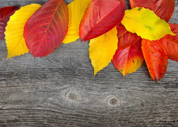 Herfst bladeren over oude houten achtergrond — Stockfoto