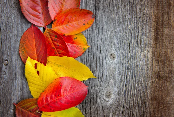 秋天的叶子盖在古老的木制背景上 — 图库照片