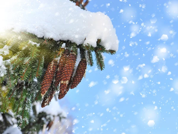 Cones on christmas fir branch and blue sky — Stock Photo, Image