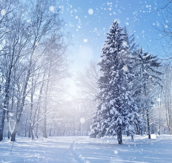 Schöne Winterlandschaft — Stockfoto