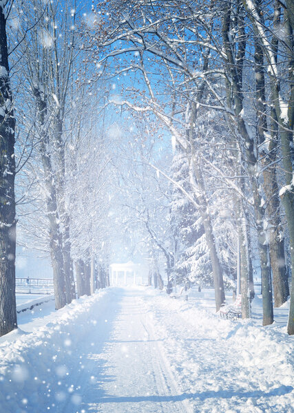 красивый зимний пейзаж с заснеженными деревьями