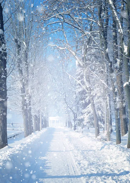Piękny zimowy krajobraz z pokrytymi śniegiem drzewami Zdjęcie Stockowe