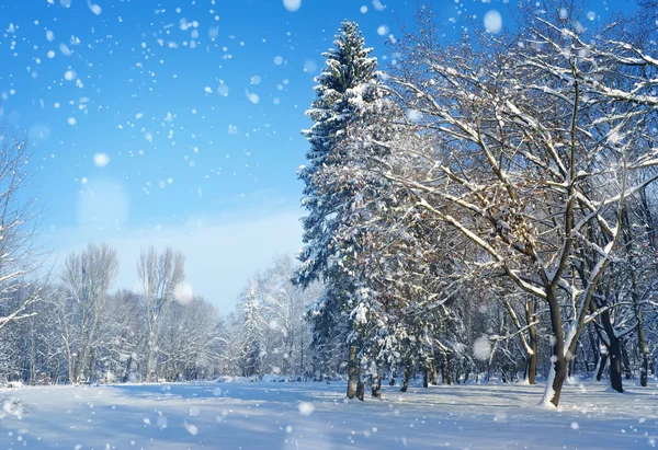 Linda paisagem de inverno — Fotografia de Stock