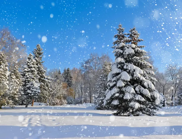 Prachtig winterlandschap — Stockfoto