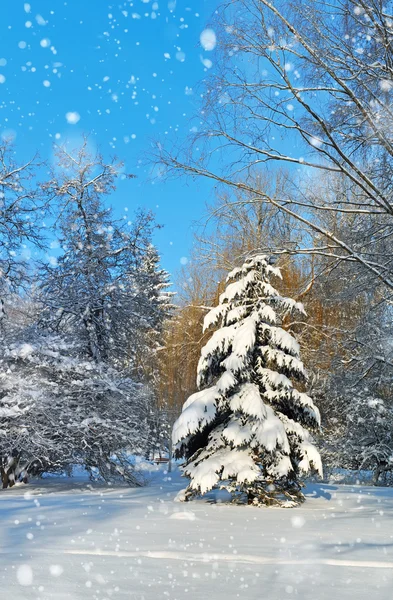 Linda paisagem de inverno — Fotografia de Stock