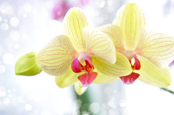 Schöne Orchidee — Stockfoto