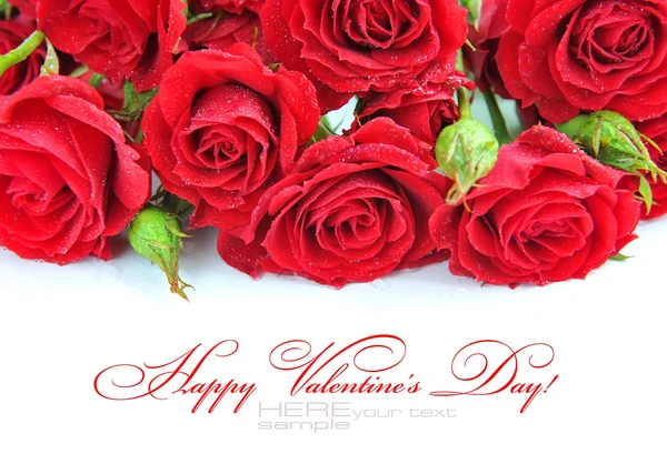 Red roses on white background — Stock Photo, Image