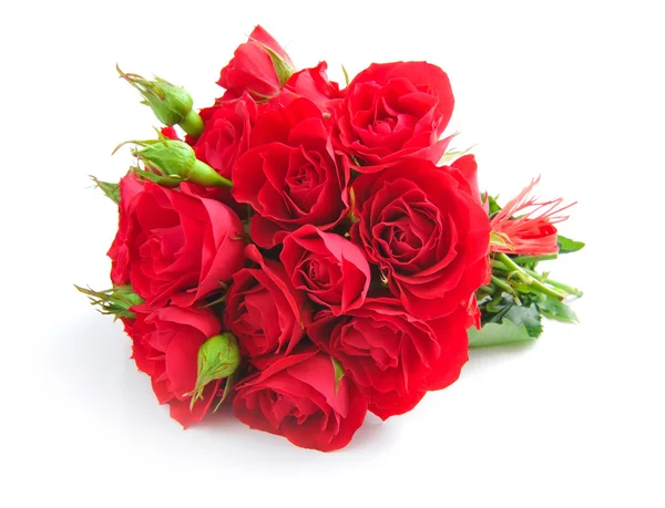 Rose rosse su sfondo bianco — Foto Stock
