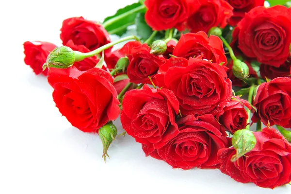 Красные розы на белом фоне — стоковое фото
