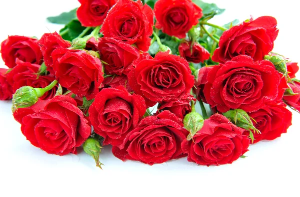 Red roses on white background — Stock Photo, Image