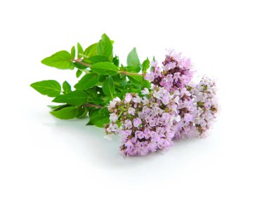 Taze kekik (Origanum vulgare) beyaz arkasında izole demet