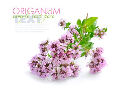 Taze kekik (Origanum vulgare) beyaz arkasında izole demet