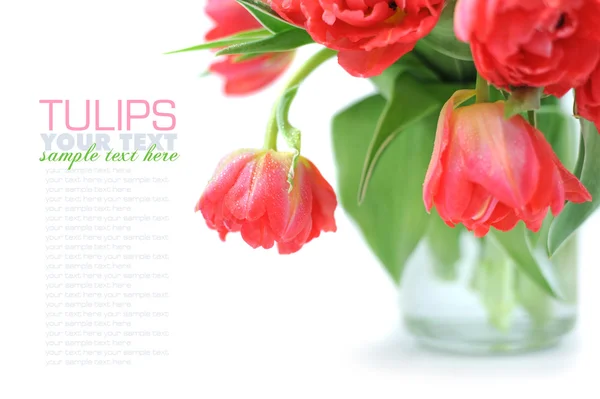 Bukiet tulipanów izolowanych na białym — Zdjęcie stockowe