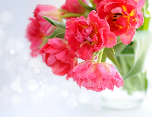 Flowers of tulips — Stock Photo, Image