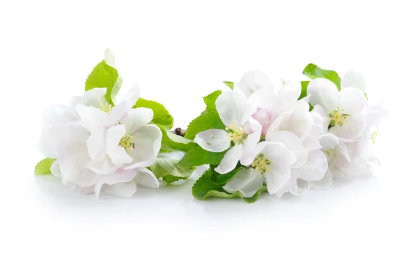 Apple blossom on a white background — Stock Photo, Image