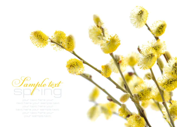 Amarillo coño sauce ramas sobre un fondo blanco — Foto de Stock