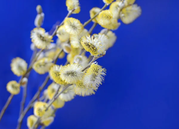 Žlutá kočička vrbové větve na modrém pozadí — Stock fotografie