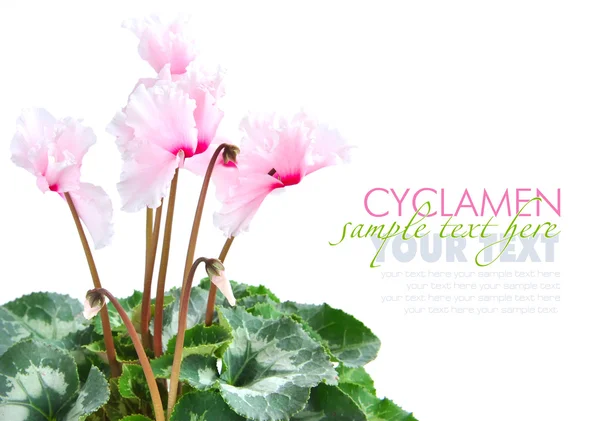 A hely a szöveg rózsaszín Ciklámen virág — Stock Fotó