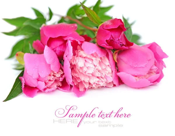 Bund lila und rosa Pfingstrosen auf weißem Hintergrund — Stockfoto