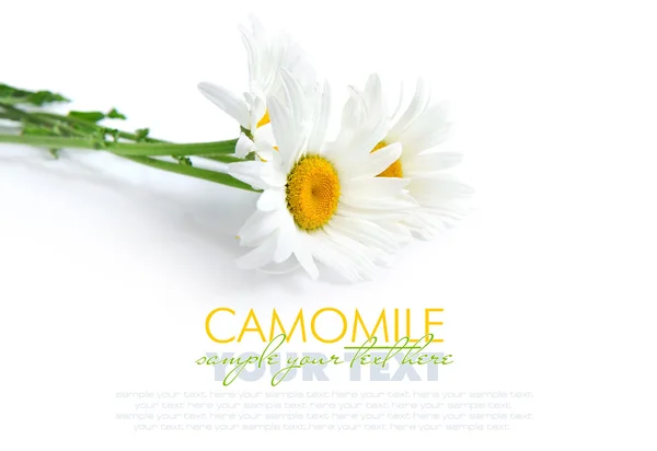 Άνθη χαμομηλιού σε λευκό φόντο με χώρο για κείμενο — Φωτογραφία Αρχείου