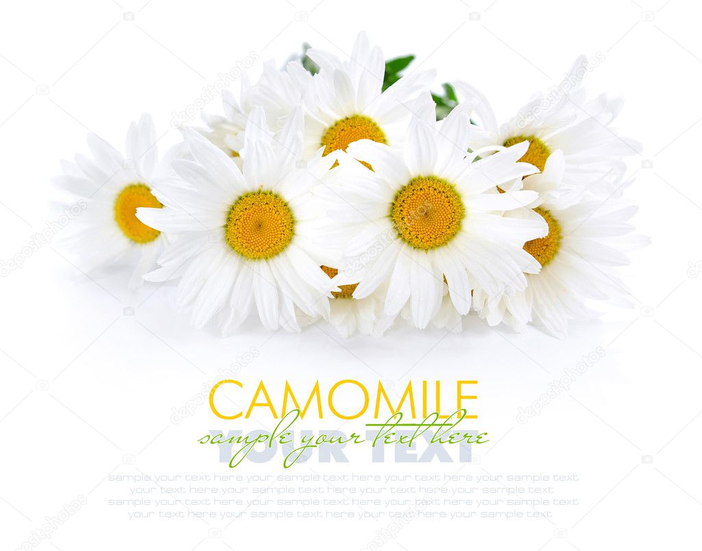 Chamomile flowers on a white background with space for text