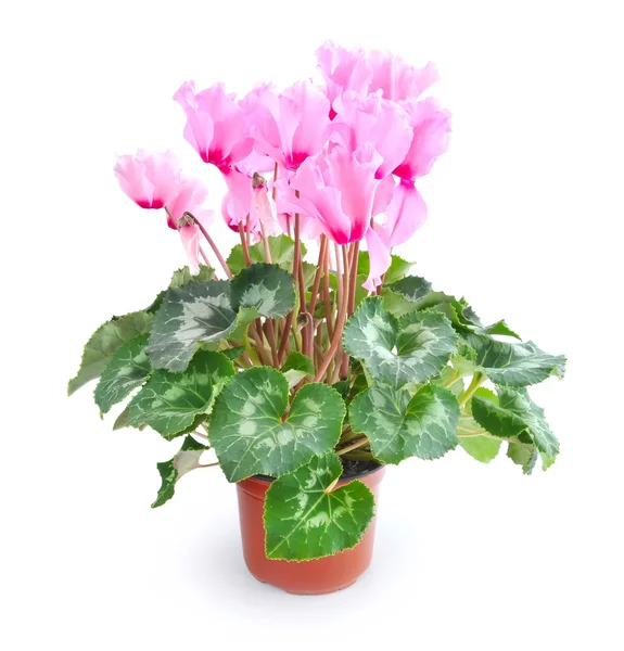 Cyclamen merah muda dalam pot bunga diisolasi pada warna putih — Stok Foto