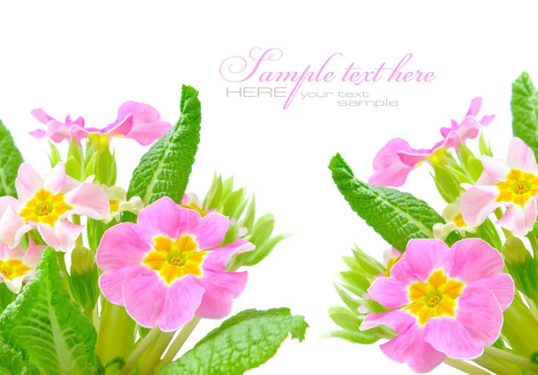 A spring primrose is in a bouquet, floral background — Stock Photo, Image