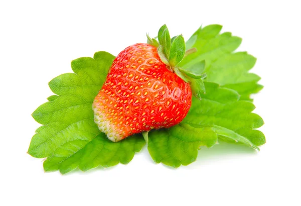 草莓的白色背景上的叶子 — 图库照片