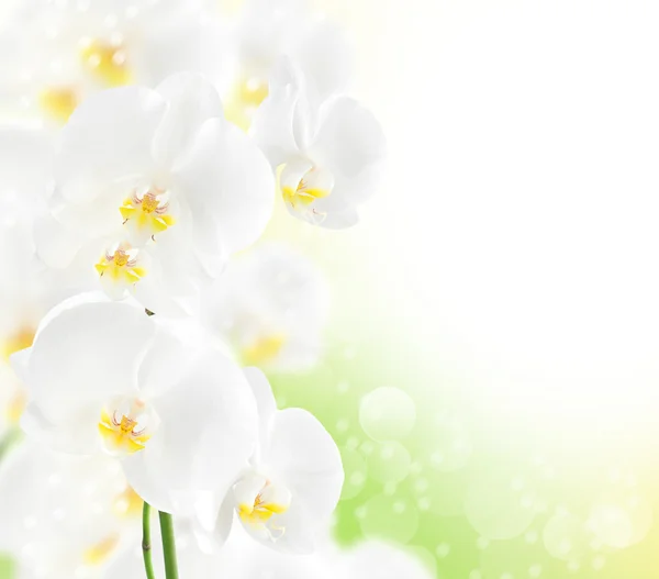 Schöner Orchideenrand — Stockfoto