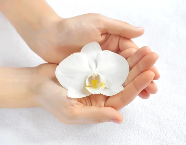 Mãos bonitas da mulher com flor branca do orchid — Fotografia de Stock