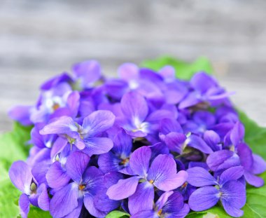Ahşap menekşeler çiçek (Viola odorata)
