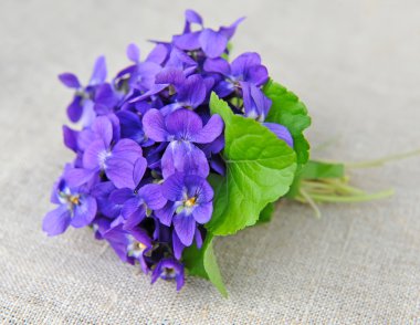 Ahşap menekşeler çiçek (Viola odorata) Sim Tarih
