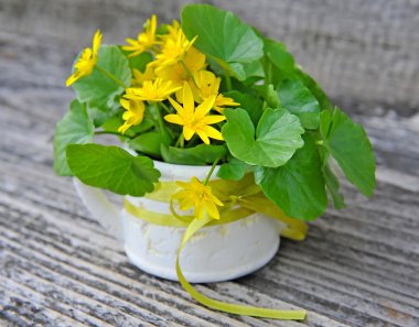 Küçük kırlangıçotu (tipik ficaria) buket eski ahşap arka plan üzerinde