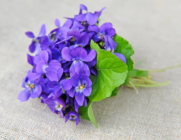 Wood violets flowers (Viola odorata) on sackcloth — Stock Photo, Image