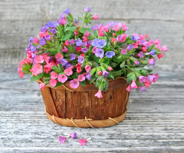 Lungwort floreciente (Pulmonaria) en una canasta sobre un fondo de madera viejo —  Fotos de Stock